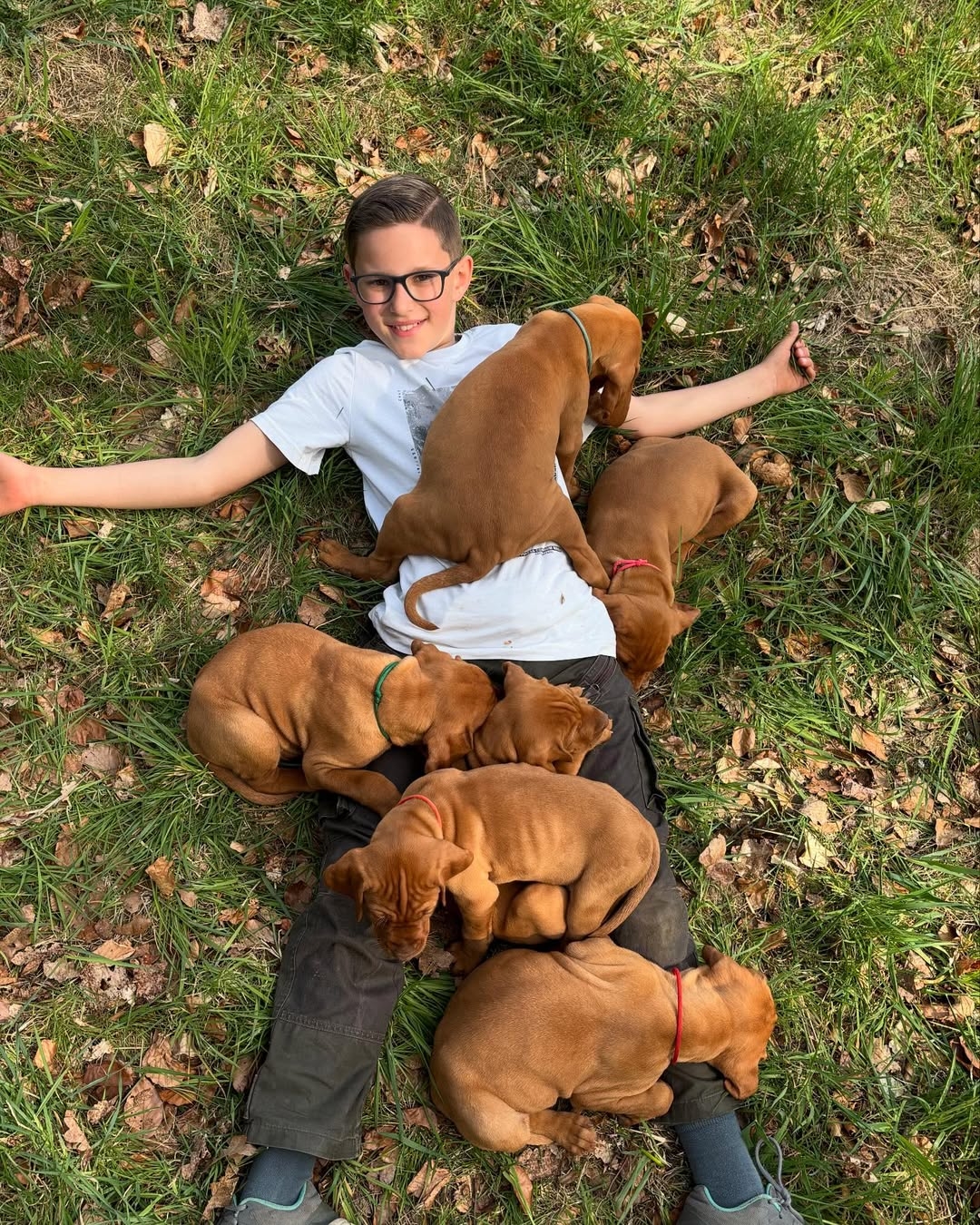 Gold Rust Vizslas