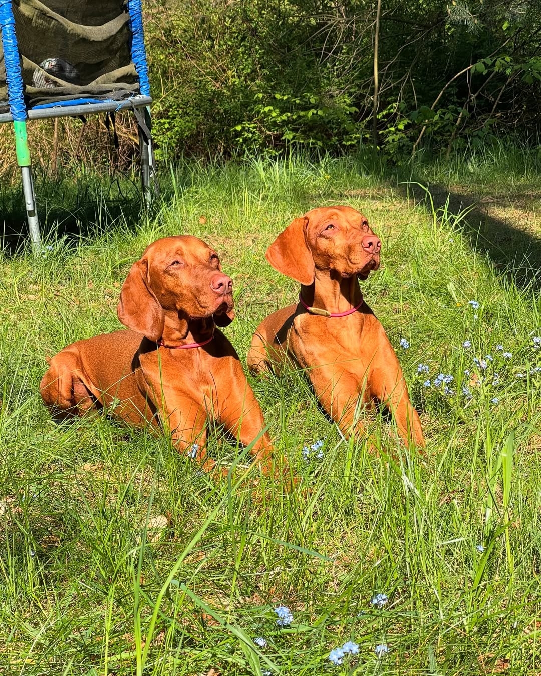 Father Vizsla