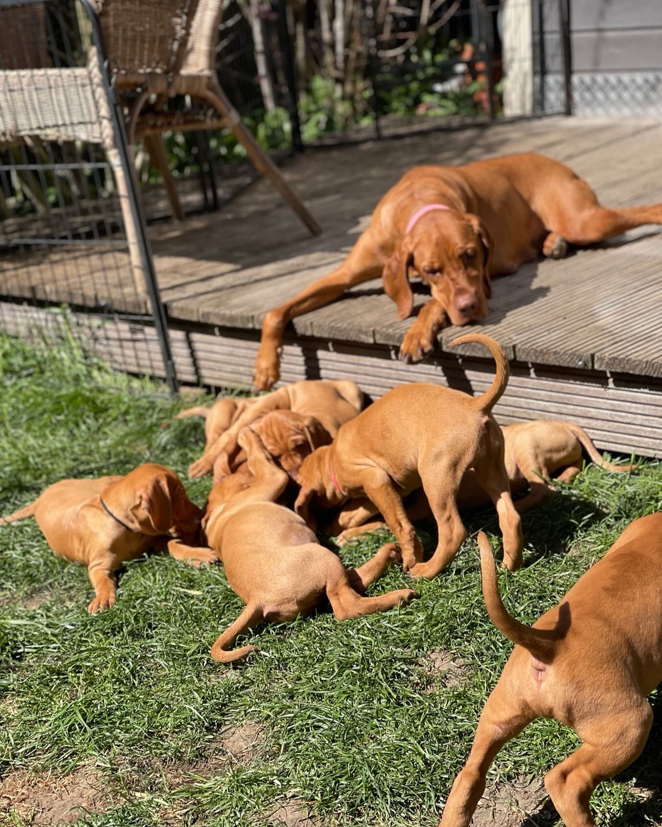 Gold Rust Vizsla Puppy