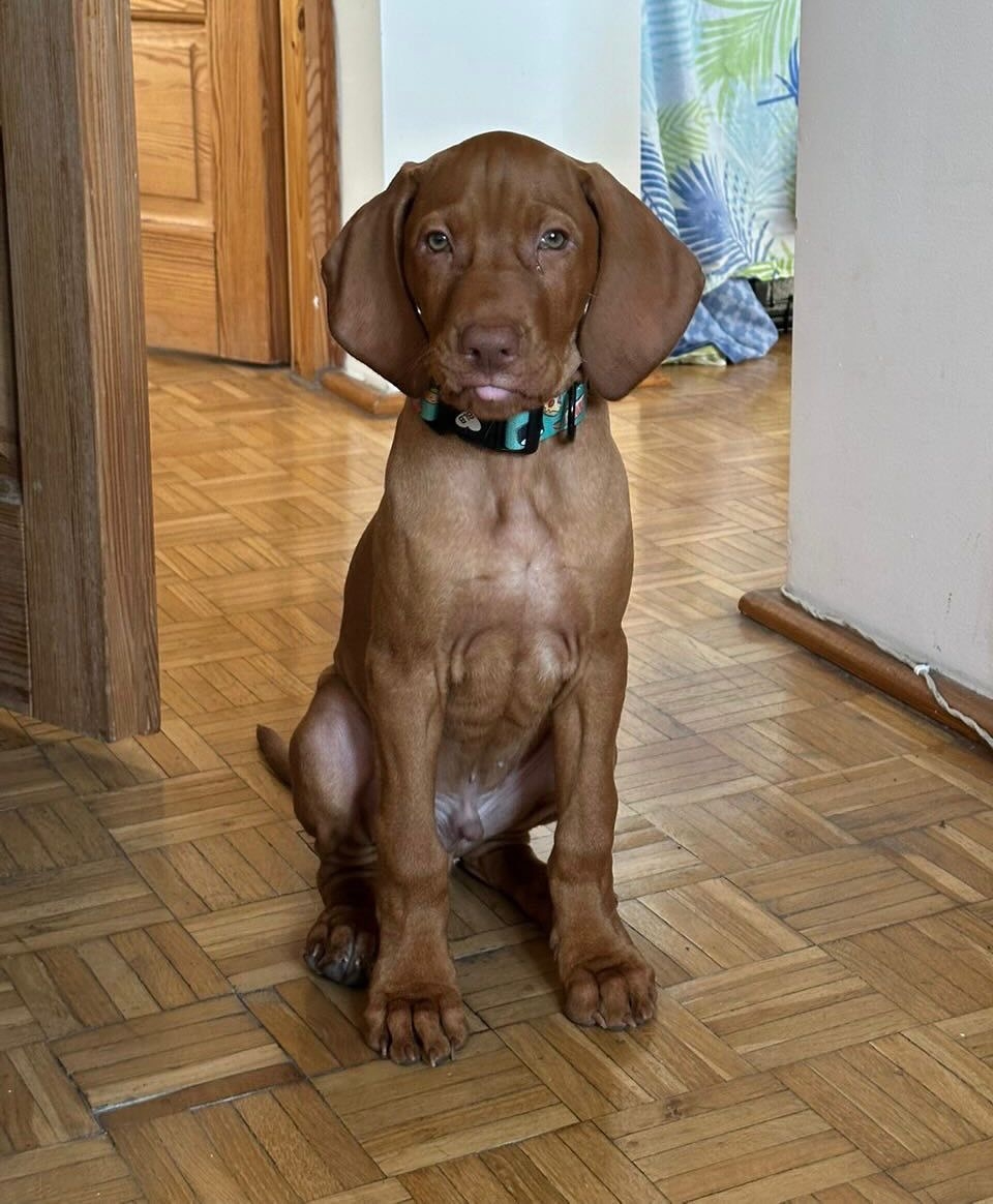 Maverick