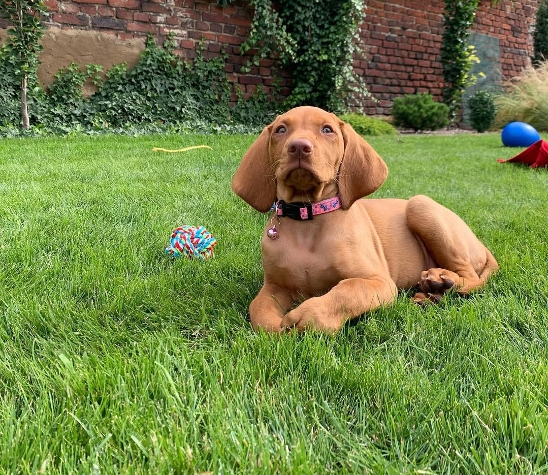Nala