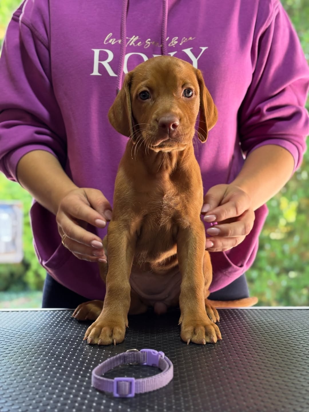 Nova